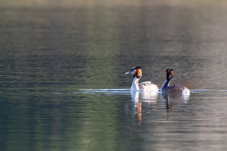 09-02-25 Grebes et foulques , _MG_4292