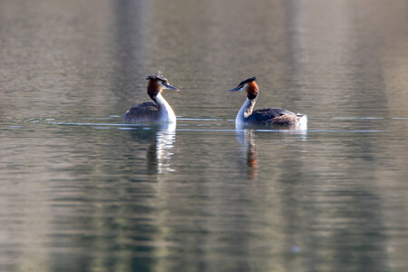 09-02-25 Grebes et foulques , _MG_4295