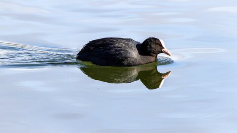 09-02-25 Grebes et foulques , _MG_4302