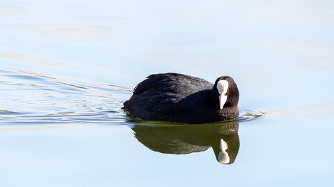 09-02-25 Grebes et foulques , _MG_4304