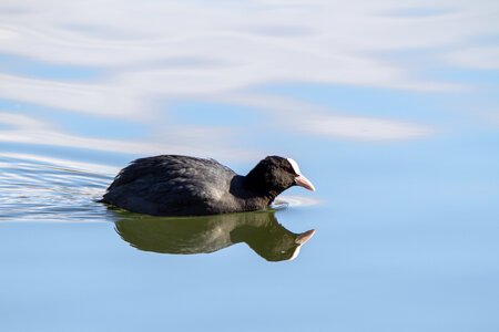 09-02-25 Grebes et foulques , _MG_4305