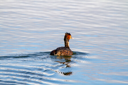 09-02-25 Grebes et foulques , _MG_4310