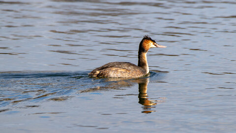 09-02-25 Grebes et foulques , _MG_4316