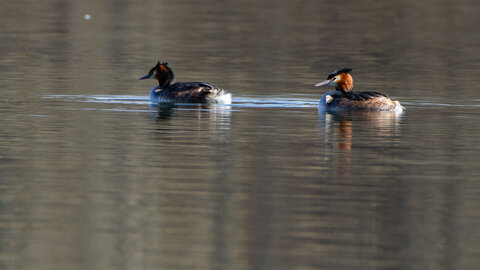 09-02-25 Grebes et foulques , _MG_4321