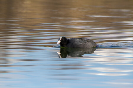 09-02-25 Grebes et foulques , _MG_4327