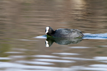 09-02-25 Grebes et foulques , _MG_4329