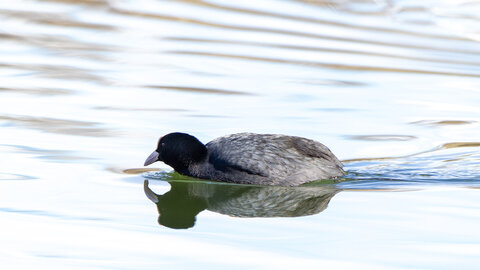 09-02-25 Grebes et foulques , _MG_4335