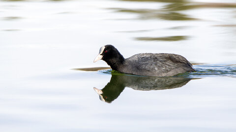 09-02-25 Grebes et foulques , _MG_4339