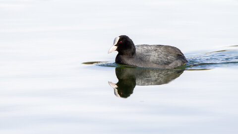 09-02-25 Grebes et foulques , _MG_4340