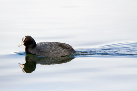 09-02-25 Grebes et foulques , _MG_4342