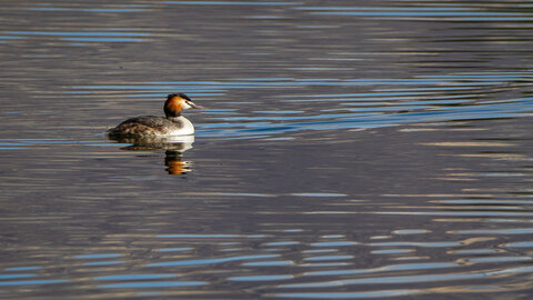 09-02-25 Grebes et foulques , _MG_4354