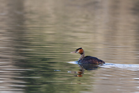 09-02-25 Grebes et foulques , _MG_4358