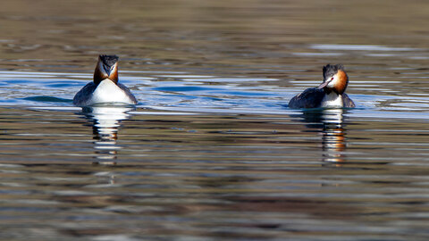 09-02-25 Grebes et foulques , _MG_4362