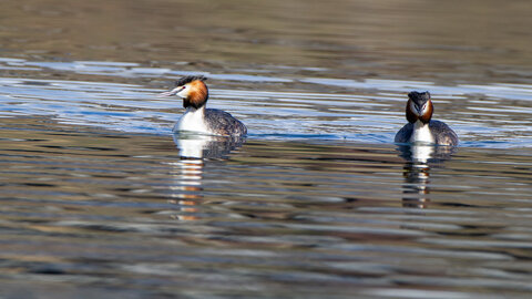 09-02-25 Grebes et foulques , _MG_4363