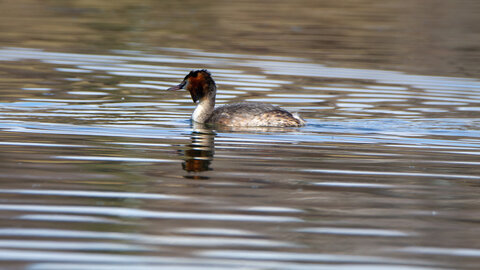 09-02-25 Grebes et foulques , _MG_4367