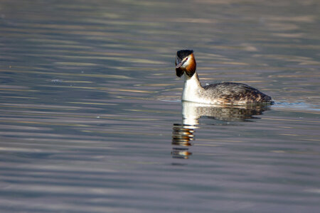 09-02-25 Grebes et foulques , _MG_4371