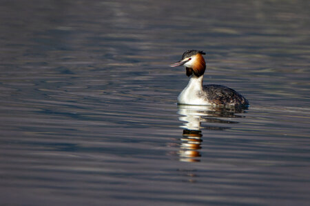 09-02-25 Grebes et foulques , _MG_4372