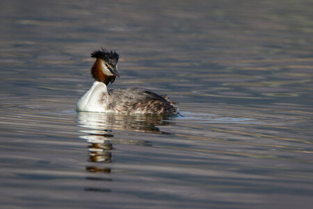 09-02-25 Grebes et foulques , _MG_4373