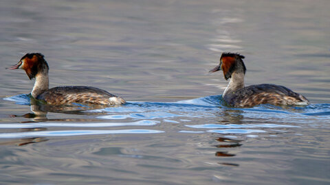 09-02-25 Grebes et foulques , _MG_4375