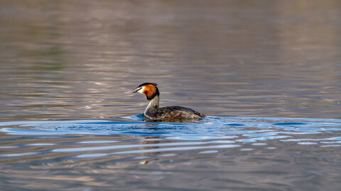 09-02-25 Grebes et foulques , _MG_4376