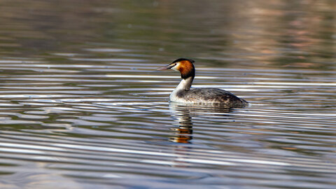 09-02-25 Grebes et foulques , _MG_4379