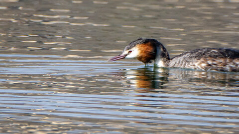 09-02-25 Grebes et foulques , _MG_4391