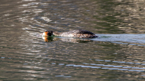 09-02-25 Grebes et foulques , _MG_4397