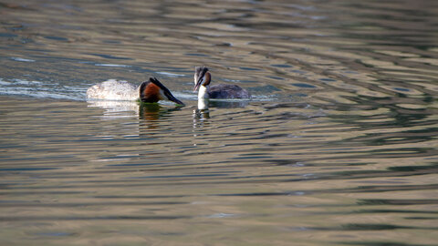 09-02-25 Grebes et foulques , _MG_4404