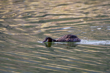 09-02-25 Grebes et foulques , _MG_4405