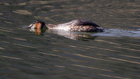 09-02-25 Grebes et foulques , _MG_4406