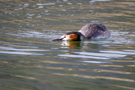 09-02-25 Grebes et foulques , _MG_4407