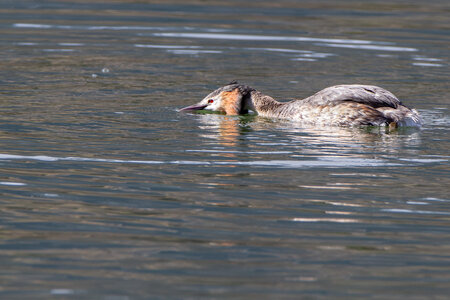 09-02-25 Grebes et foulques , _MG_4426