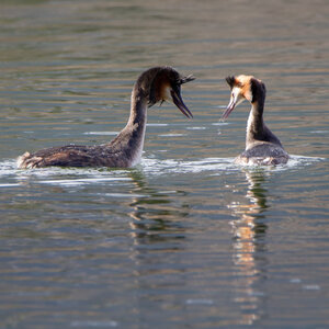 09-02-25 Grebes et foulques , _MG_4430