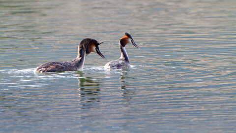 09-02-25 Grebes et foulques , _MG_4432