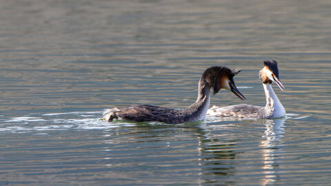 09-02-25 Grebes et foulques , _MG_4433