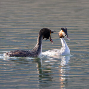 09-02-25 Grebes et foulques , _MG_4434