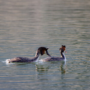 09-02-25 Grebes et foulques , _MG_4436