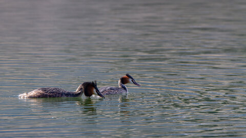 09-02-25 Grebes et foulques , _MG_4437