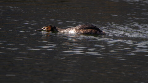 09-02-25 Grebes et foulques , _MG_4441