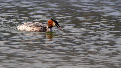 09-02-25 Grebes et foulques , _MG_4443