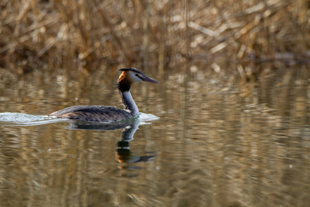 09-02-25 Grebes et foulques , _MG_4460