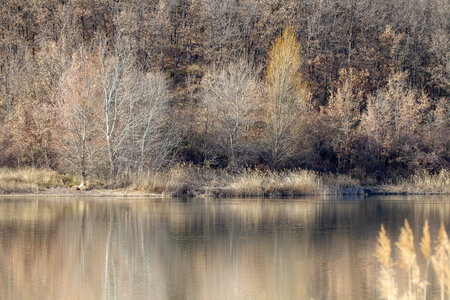 09-02-25 Grebes et foulques , _MG_4468-Modifier