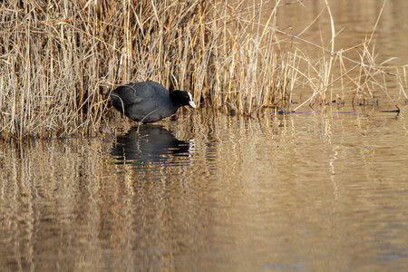 09-02-25 Grebes et foulques , _MG_4514