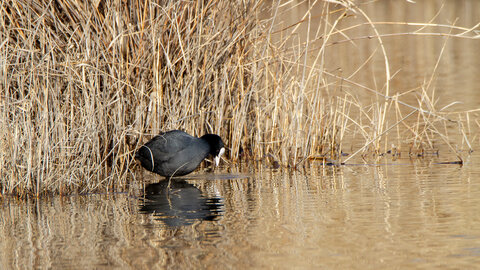 09-02-25 Grebes et foulques , _MG_4515