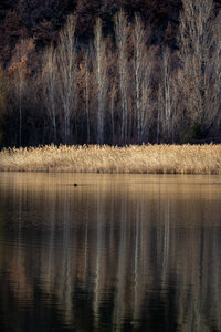 09-02-25 Grebes et foulques , _MG_4523