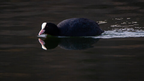 09-02-25 Grebes et foulques , _MG_4548