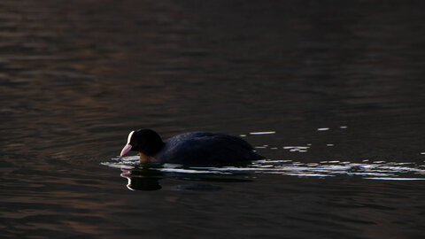 09-02-25 Grebes et foulques , _MG_4559