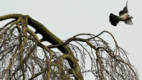 blogpix3, pigeon parti