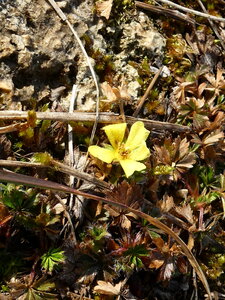 Val Suzon, au dessus de Saint-Fol le 20 février 2025, P1080786