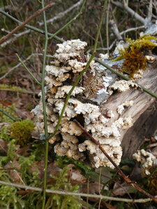 Val Suzon, au dessus de Saint-Fol le 20 février 2025, P1080795